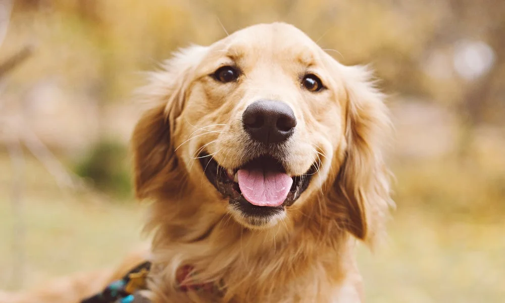 舌を少し出して笑顔を見せるゴールデンレトリバーのクローズアップ画像です。背景はぼかされており、屋外の暖かみのある雰囲気が伝わります。