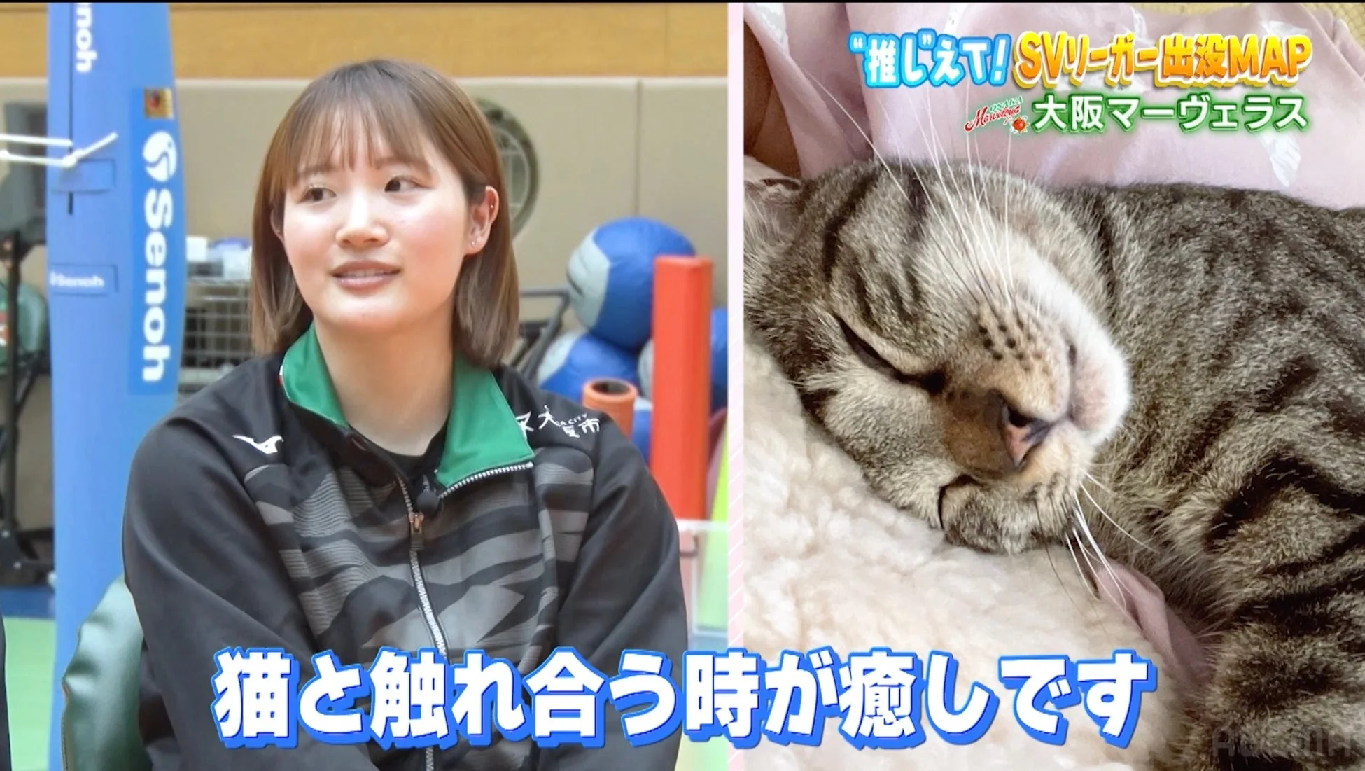 インタビューに応じるバレーボール選手と眠る猫。「猫と触れ合う時が癒しです」のテロップ